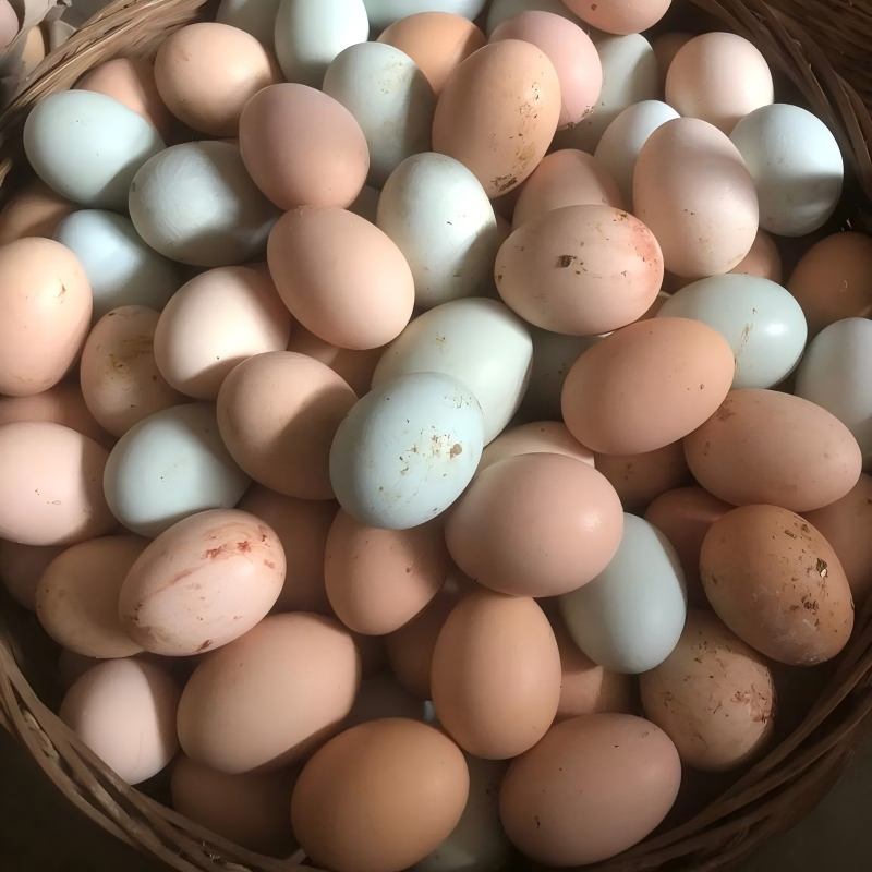 散養(yǎng)土雞蛋 散養(yǎng)土雞蛋